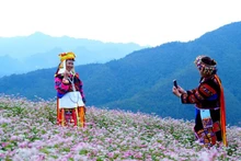 ソバの花祭りは、11月29日夜に開幕予定。