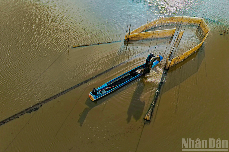 仕掛け網からエビや魚を収穫する様子