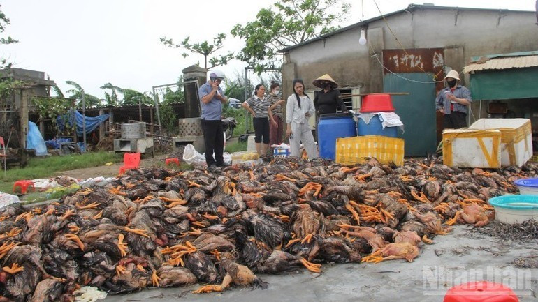 ゲアン省では、洪水の影響で約40万羽の家禽が被害を受けた（写真：NDO）