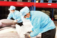 シメクスコ・ダクラク社でコーヒー・ハスク（カスカラティー）を輸出用にパッケージングする様子（写真：ミン・アン）