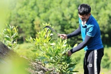 二酸化炭素を吸収し、温室効果ガス排出削減に貢献するタインホア省のアカシア植林モデル（写真：VNA）