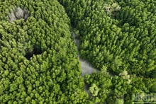 写真で見るニュース：ホーチミン市の「緑の肺」カンゾー・マングローブ