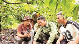 ダクラク省における土壌養分管理の導入は、農家の生産効率向上に寄与している。