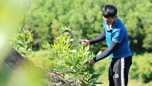 二酸化炭素を吸収し、温室効果ガス排出削減に貢献するタインホア省のアカシア植林モデル（写真：VNA）