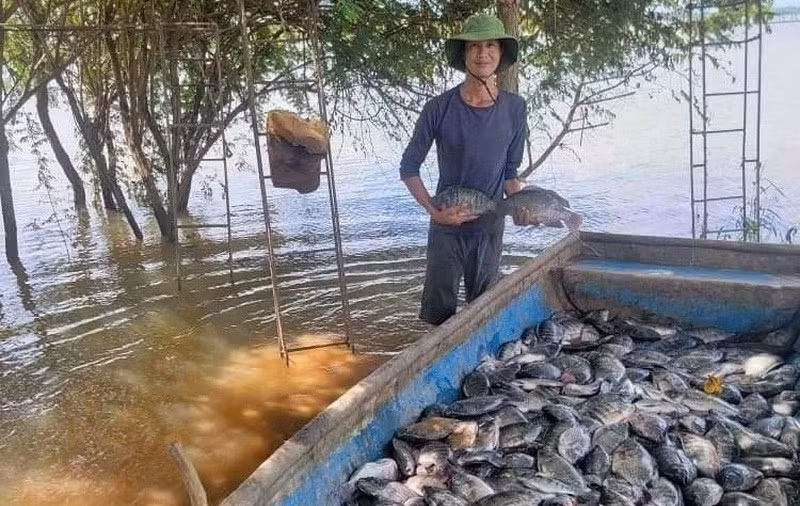 いけすで養殖されたティラピアの水揚げ作業（写真：VNA）