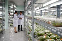 ホーチミン市ハイテク農業区にある組織培養によるランの育種室