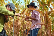 研究プロジェクトの一環として、多年生作物地帯で土壌コアを採取するボーリング作業が行われている。
