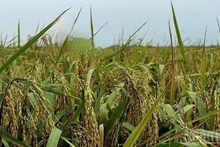 秋の稲が収穫の時期を迎えている。（写真：HNV）