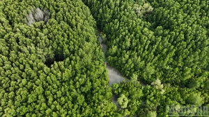 写真で見るニュース：ホーチミン市の「緑の肺」カンゾー・マングローブ