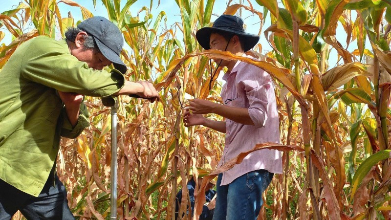 研究プロジェクトの一環として、多年生作物地帯で土壌コアを採取するボーリング作業が行われている。