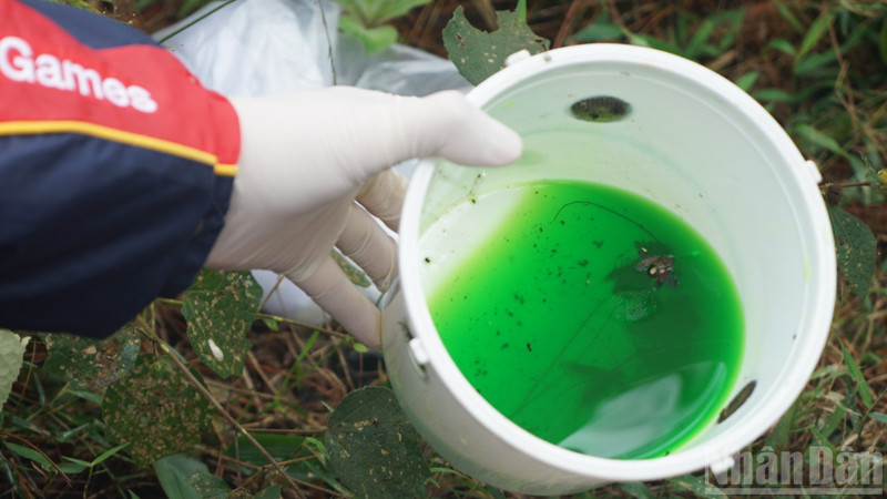 森林保護の研究のために科学者がトラップを用いて採取した木材害虫のサンプル（写真：チュン・フン）