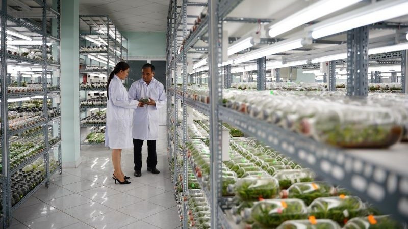 ホーチミン市ハイテク農業区にある組織培養によるランの育種室