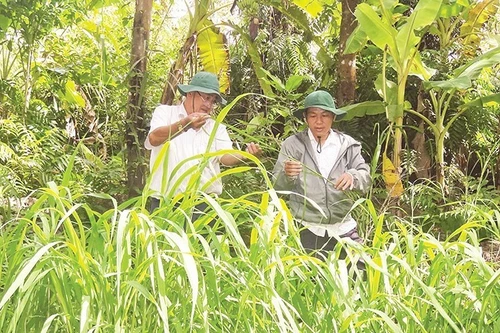 ルン・ゴック・ホアン自然保護区の科学・湿地保全部の職員が、野生イネの生育状況を調査している様子（写真：NDO）