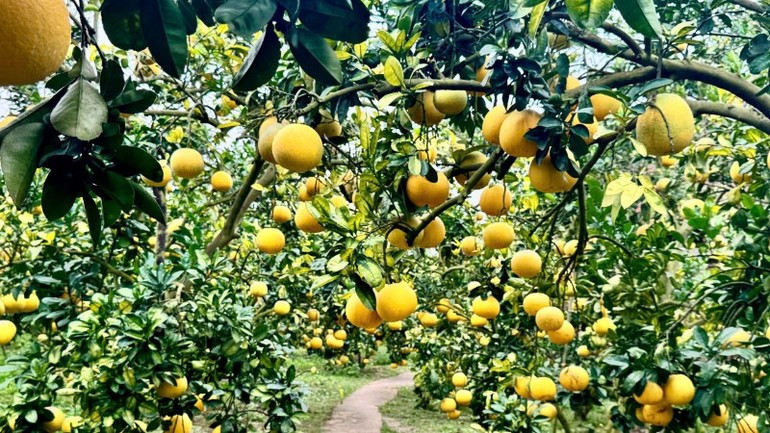 果実がたっぷり実った果樹園が、来場者を迎える準備を整えている。