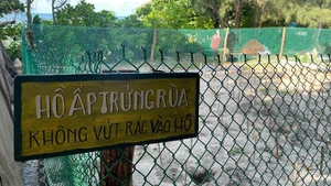 コンダオは、ベトナムのウミガメ保護活動の最も重要な拠点の一つである。（写真：ディン・ナム）