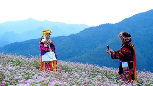 ソバの花祭りは、11月29日夜に開幕予定。