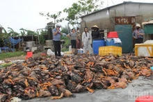 ゲアン省では、洪水の影響で約40万羽の家禽が被害を受けた（写真：NDO）