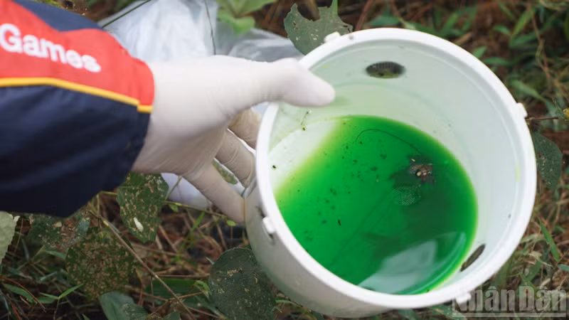 森林保護の研究のために科学者がトラップを用いて採取した木材害虫のサンプル（写真：チュン・フン）