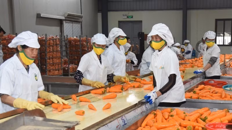 果物と野菜の輸出額は、2025年に80億ドルに達する見通しである。